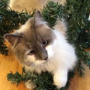 Meet your Posher, Bill